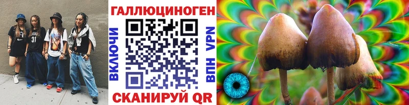 Купить  Кингисепп  Псилоцибиновые грибы Psilocybe 